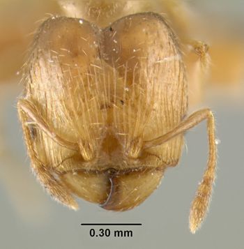 Media type: image;   Entomology 22823 Aspect: head frontal view